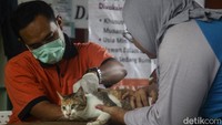 Petugas kesehatan memeriksa kesehatan seekor kucing sebelum dilakukan penyuntikan vaksin rabies di RPTRA Asoka, Jl Pejaten Raya, Jakarta Selatan, Selasa (23/4/2024).