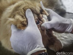 Biar Sehat, Yuk! Hewan Peliharaannya Divaksin Rabies