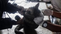 Ekspresi seekor kucing saat divaksin.