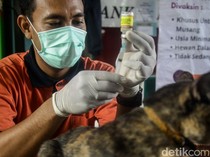 Pemprov Sumsel Distribusikan Vaksin Rabies, Palembang Target Zero Rabies
