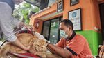 Biar Sehat, Yuk! Hewan Peliharaannya Divaksin Rabies
