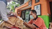 Vaksinasi gratis untuk hewan peliharaan ini guna mempertahankan status Jakarta bebas rabies.