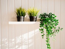 5 Tanaman yang Sebaiknya Tidak Ditaruh Indoor