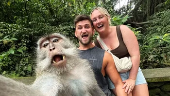 Momen langka, monyet ekor panjang selfie dengan pasangan bule di Bali. Foto tersebut diambil ketika Chloe Dennis dan Craig, suaminya, mengunjungi Ubud Sacred Monkey Forest. Awalnya, mereka ingin berfoto dengan banyaknya monyet di sana, tapi siapa sangka monyetnya sendiri yang mengambil kamera dan berpose manis bersama mereka. Foto: via Caters News Agency
