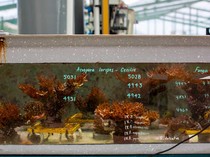 Suhu Laut Memanas, Ilmuwan Lakukan Pembiakan Karang Super