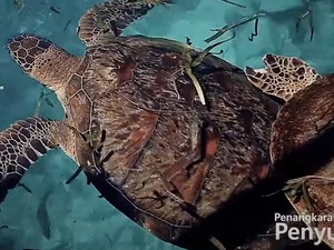 Pesona Keindahan Pulau Penyu Bulukumba, Daya Tarik hingga Harga Tiketnya