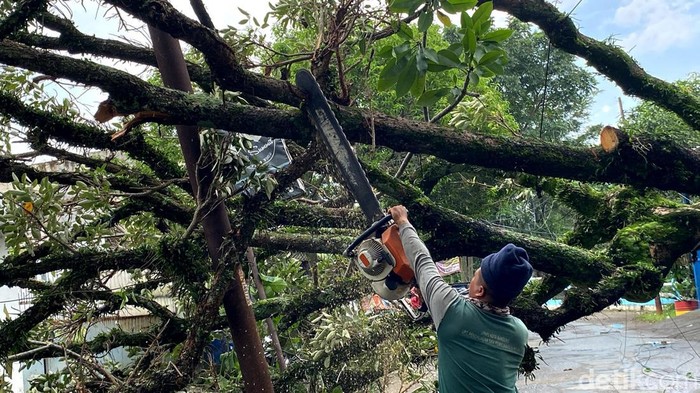 Pohon jenis cangkring setinggi 10 meter tumbang di Jalan Sukamaju, Cipadung Kulon, Kecamatan Panyileukan.