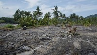 Bedasarkan data Dinas Ketahanan Pangan dan Pertanian (DKPP) Kabupaten Lumajang per Senin (22/4), sebanyak 91 hektar lahan pertanian yang tersebar di 8 kecamatan di wilayah tersebut rusak akibat banjir lahar hujan Gunung Semeru.