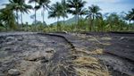 Puluhan Hektare Lahan Pertanian Terdampak Banjir Lahar Gunung Semeru