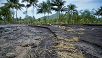 Material banjir menutup hamir seluruh lahan pertanian.