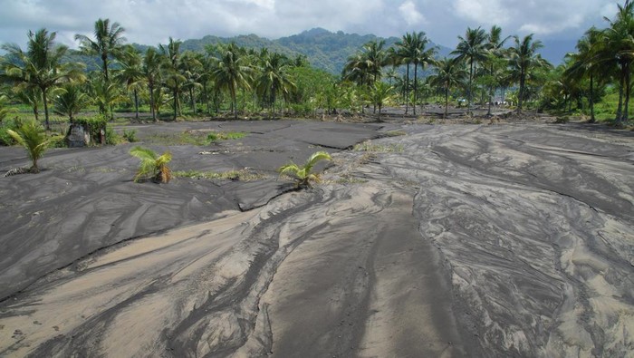 Puluhan hektar lahan pertanian terdampak banjir Gunung Semeru Kondisi lahan pertanian milik petani yang tertimbun material banjir di Pasirian, Lumajang, Jawa Timur, Selasa (23/4/2024). Bedasarkan data Dinas Ketahanan Pangan dan Pertanian (DKPP) Kabupaten Lumajang per Senin (22/4), sebanyak 91 hektar lahan pertanian yang tersebar di 8 kecamatan di wilayah tersebut rusak akibat banjir lahar hujan Gunung Semeru. ANTARA FOTO/Irfan Sumanjaya/foc.