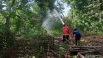 Penampakan Hama Ulat Bulu Teror Warga Ponorogo