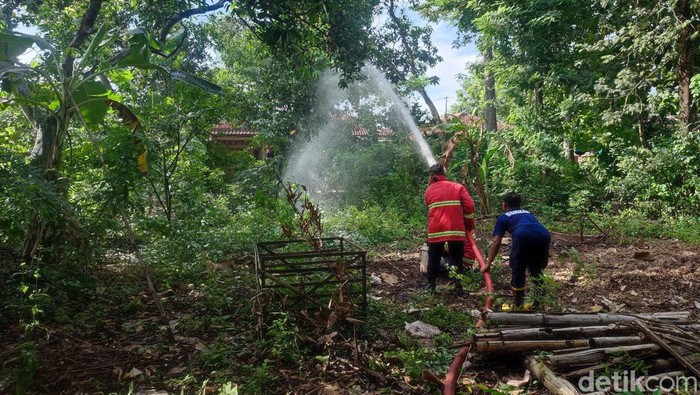 Serangan ulat bulu di Ponorogo