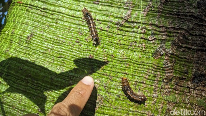 Serangan ulat bulu di Ponorogo Serangan ulat bulu di Ponorogo