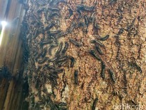 Penampakan Hama Ulat Bulu Teror Warga Ponorogo