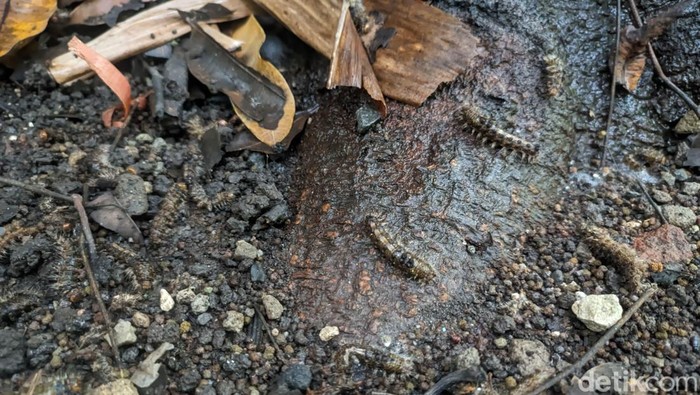 Serangan Ulat bulu di Ponorogo