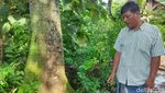 Penampakan Hama Ulat Bulu Teror Warga Ponorogo