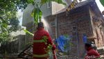 Penampakan Hama Ulat Bulu Teror Warga Ponorogo