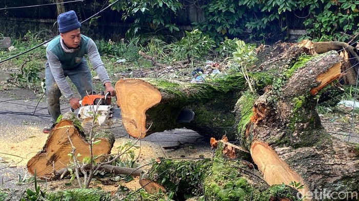 Kisah Yayat Sewindu Jadi Pawang Pohon Tumbang di Bandung