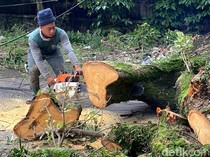 Vandalisme Pohon di Bandung dan Filosofi Kekayaan yang Hilang
