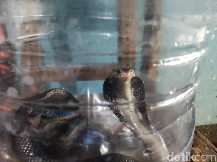 Ular kobra yang berhasil dievakuasi oleh petugas Damkar Gunungkidul, Selasa (23/4/2024).