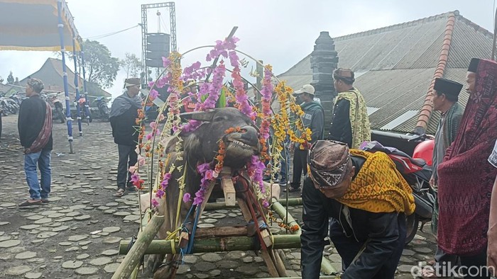 Upacara Adat Unan-Unan di Desa Tertua Suku Tengger Probolinggo.