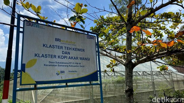 Desa BRILian Sukalaksana Garut, Miliki Klaster Usaha Teh Kewer yang merambah pasar Asia.