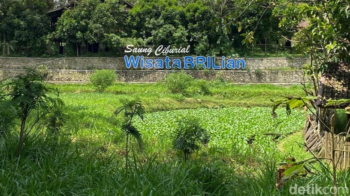 Desa BRILian Sukalaksana Garut, Miliki Klaster Usaha Teh Kewer yang merambah pasar Asia.