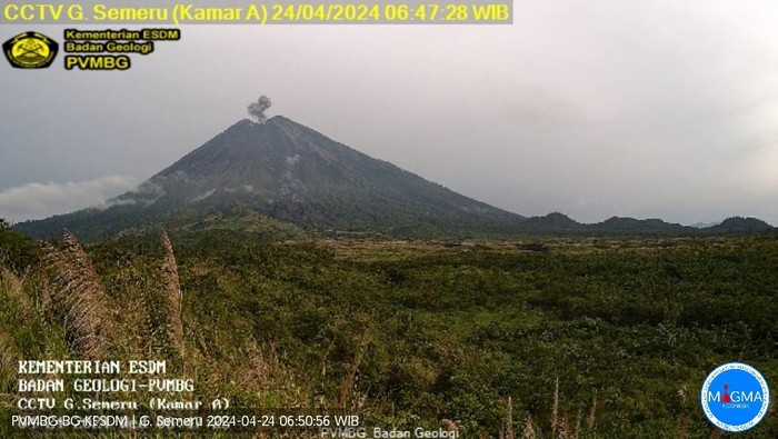 gunung semeru erupsi pukul 06:46 WIB dengan tinggi kolom abu teramati ± 600 m di atas puncak