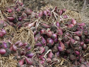 Aceh Alami Deflasi 0,24% pada Februari, Bawang Merah-Cabai Rawit jadi Pemicu