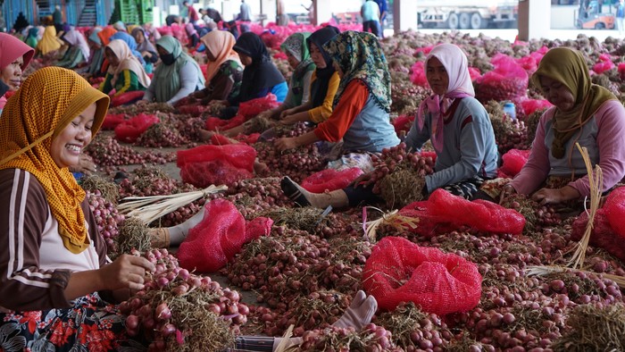 Ilustrasi Petani Bawang Merah