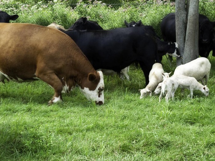 ilustrasi sapi dan kambing