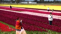 Indahnya Bunga Tulip Warna-warni Bermekaran di Belanda