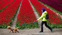 Pada akhir April hingga awal bulan Mei merupakan waktu yang pas untuk melihat bunga Tulip bermekaran. 