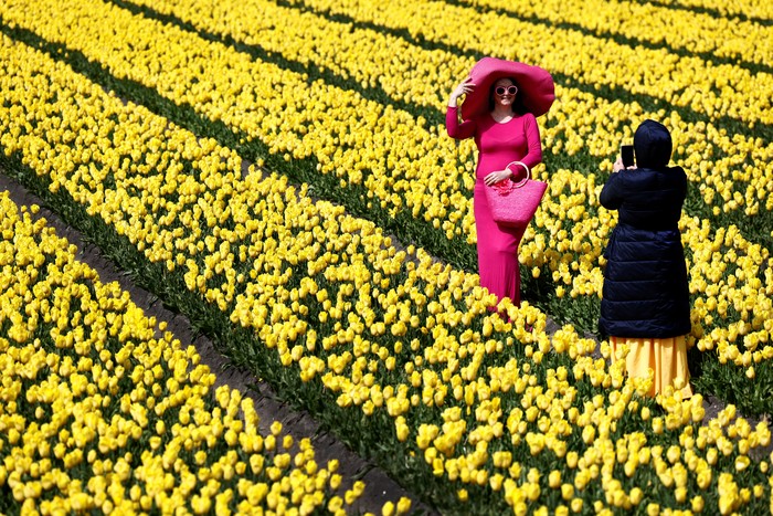 Indahnya Bunga Tulip Warna-warni Bermekaran di Belanda A boy cycles past a tulip field in Lisse, Netherlands April 23, 2024. REUTERS/Piroschka van de Wouw     TPX IMAGES OF THE DAY