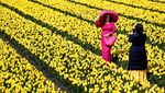 Indahnya Bunga Tulip Warna-warni Bermekaran di Belanda