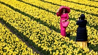 Dalam sejarahnya, Lisse memiliki peranan penting dalam bidang Florikultura yang sangat berkontribusi untuk industri bunga tulip di Belanda.