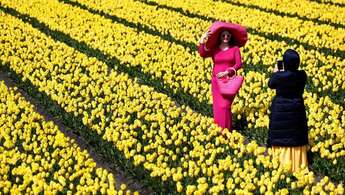 Indahnya Bunga Tulip Warna-warni Bermekaran di Belanda A boy cycles past a tulip field in Lisse, Netherlands April 23, 2024. REUTERS/Piroschka van de Wouw TPX IMAGES OF THE DAY