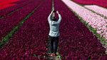 Indahnya Bunga Tulip Warna-warni Bermekaran di Belanda