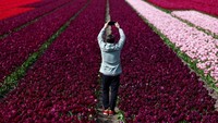 Seorang pria mengambil gambar ladang tulip di Lisse, Belanda, Selasa (23/4/2024).