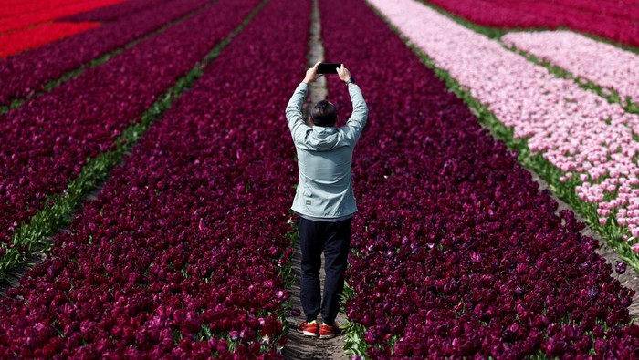 A boy cycles past a tulip field in Lisse, Netherlands April 23, 2024. REUTERS/Piroschka van de Wouw     TPX IMAGES OF THE DAY