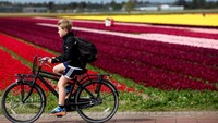 Area kebun bunga tulip yang luas, sebaiknya kamu menusuri tempat ini dengan menggunakan sepeda yang bisa kamu sewa di sekitar area kebun.