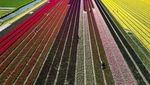 Indahnya Bunga Tulip Warna-warni Bermekaran di Belanda