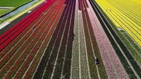 Ditanami bibit bunga tulip dengan kualitas tinggi, nantinya bunga tulip di Lisse akan diekspor untuk pasar Internasional. 