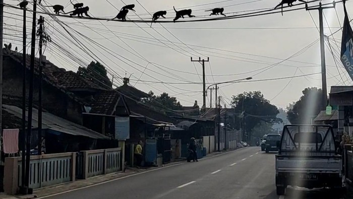 Kawanan monyet di Kabupaten Bandung.