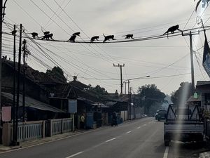 Kawanan Monyet Liar Bikin Heboh Warga Soreang Bandung