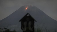 Menurut data BPPTKG periode pengamatan 23 April 2024 pukul 00.00 - 24.00 WIB telah terjadi 18 kali guguran lava dengan jarak luncur maksimal 1.300 meter. 