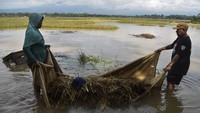Petani membawa padi yang terendam banjir di Sukaresik, Kabupaten Tasikmalaya, Jawa Barat, Rabu (24/4/2024).