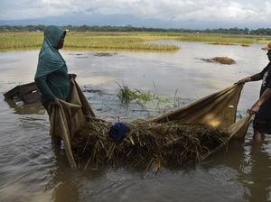 Ratusan Hektare Lahan Pertanian di Tasikmalaya Terendam Banjir