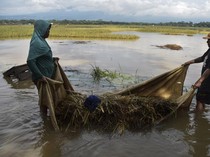 Ratusan Hektare Lahan Pertanian di Tasikmalaya Terendam Banjir